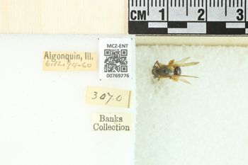 Media type: image;   Entomology 769276 Aspect: Labels